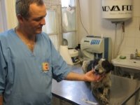 Pet Home - cabinet veterinar